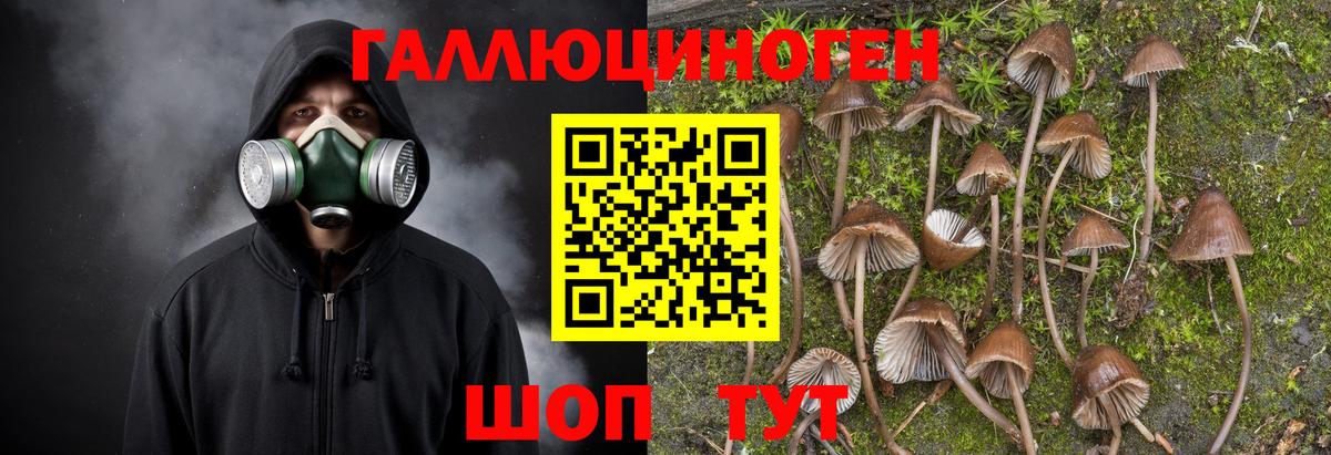 Галлюциногенные грибы Psilocybe  Вход с VPN  Егорьевск 